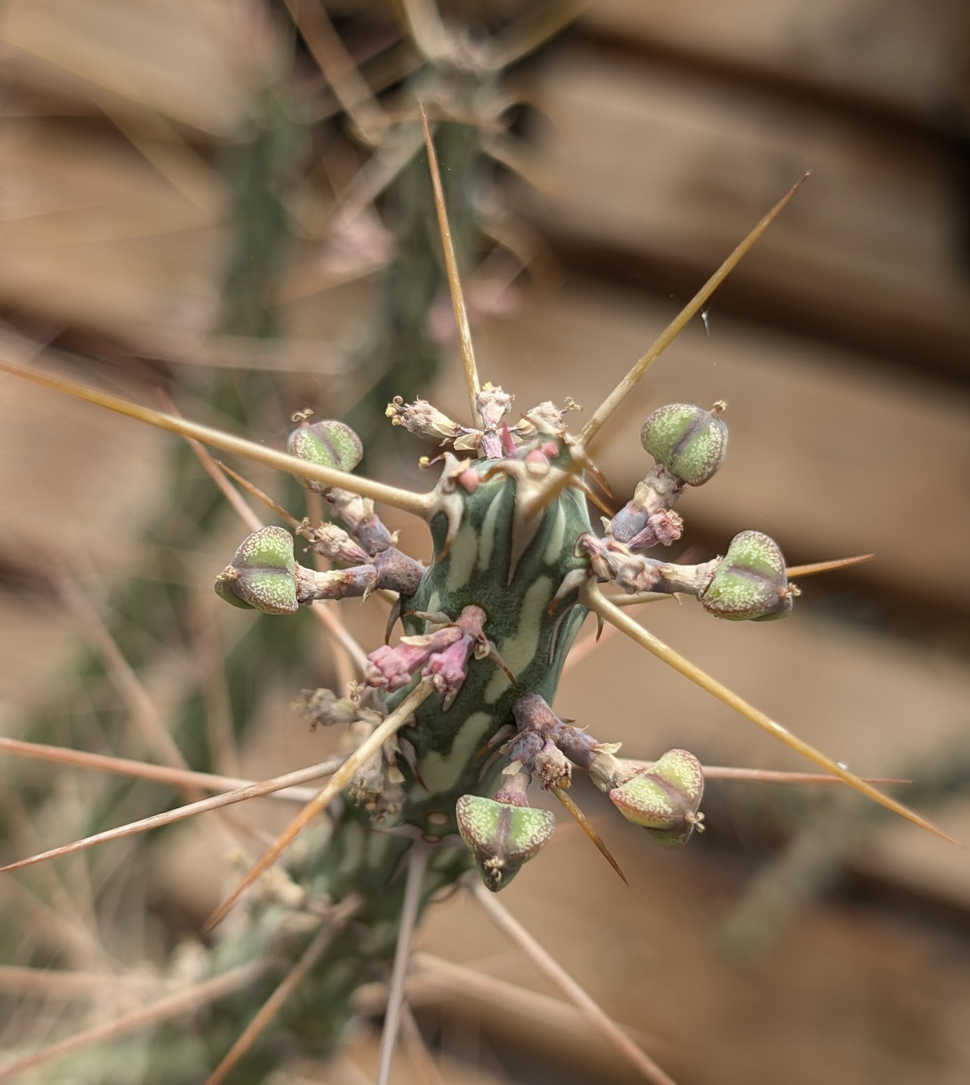 Euphorbia aff. kalisana seed pods