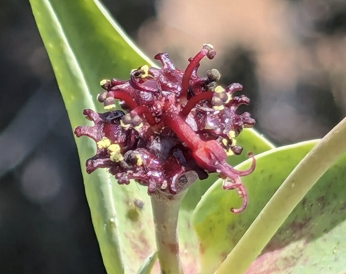Euphorba monteiroi ssp. ramosa cyathia
