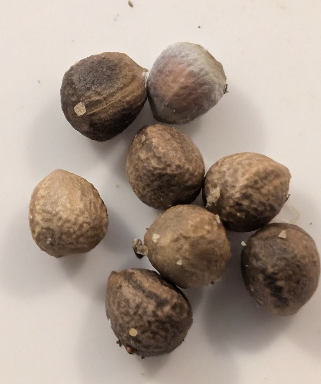 Euphorba monteiroi (Angolan form) seeds