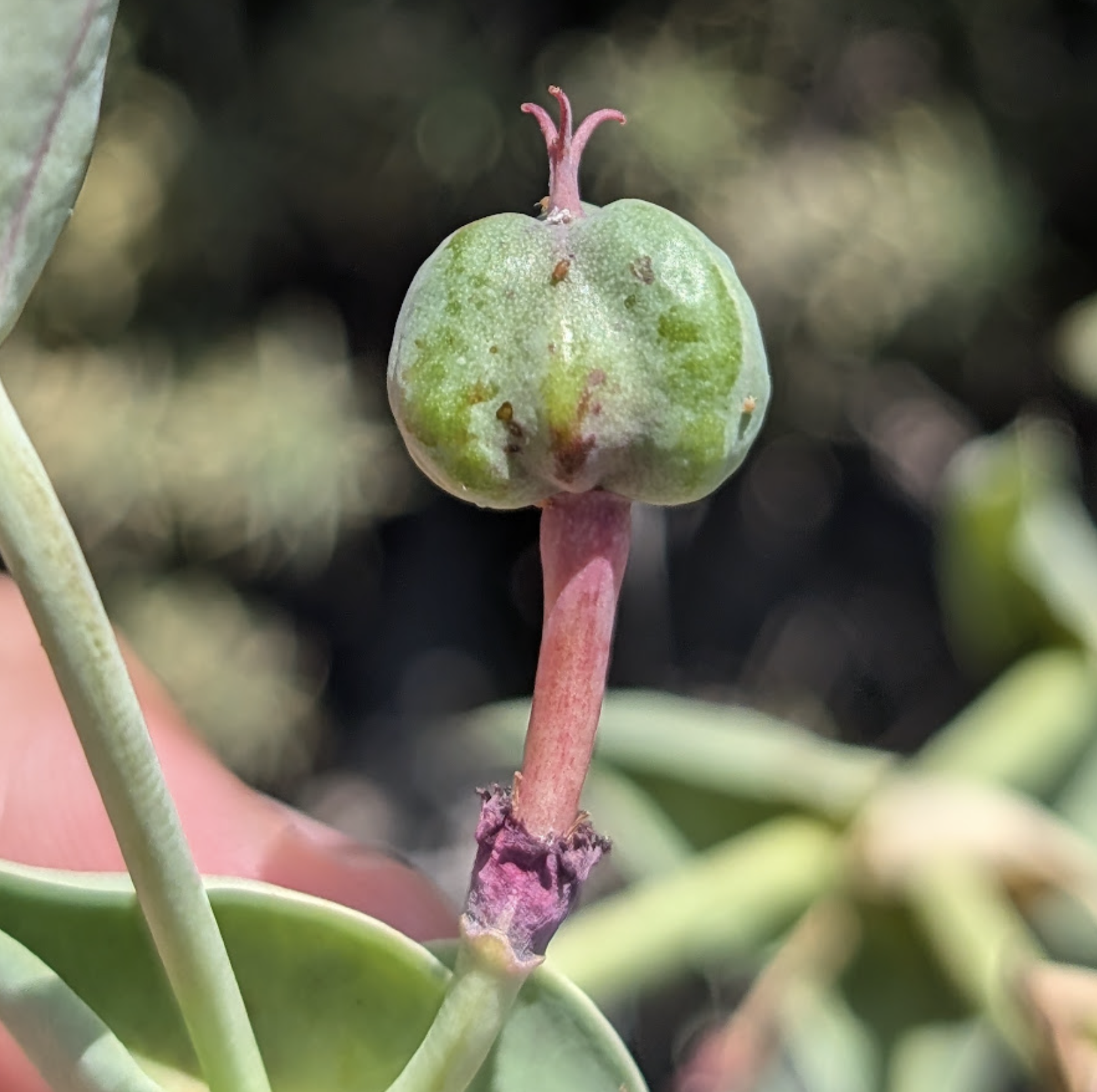 Euphorba monteiroi ssp. ramosa seed pod
