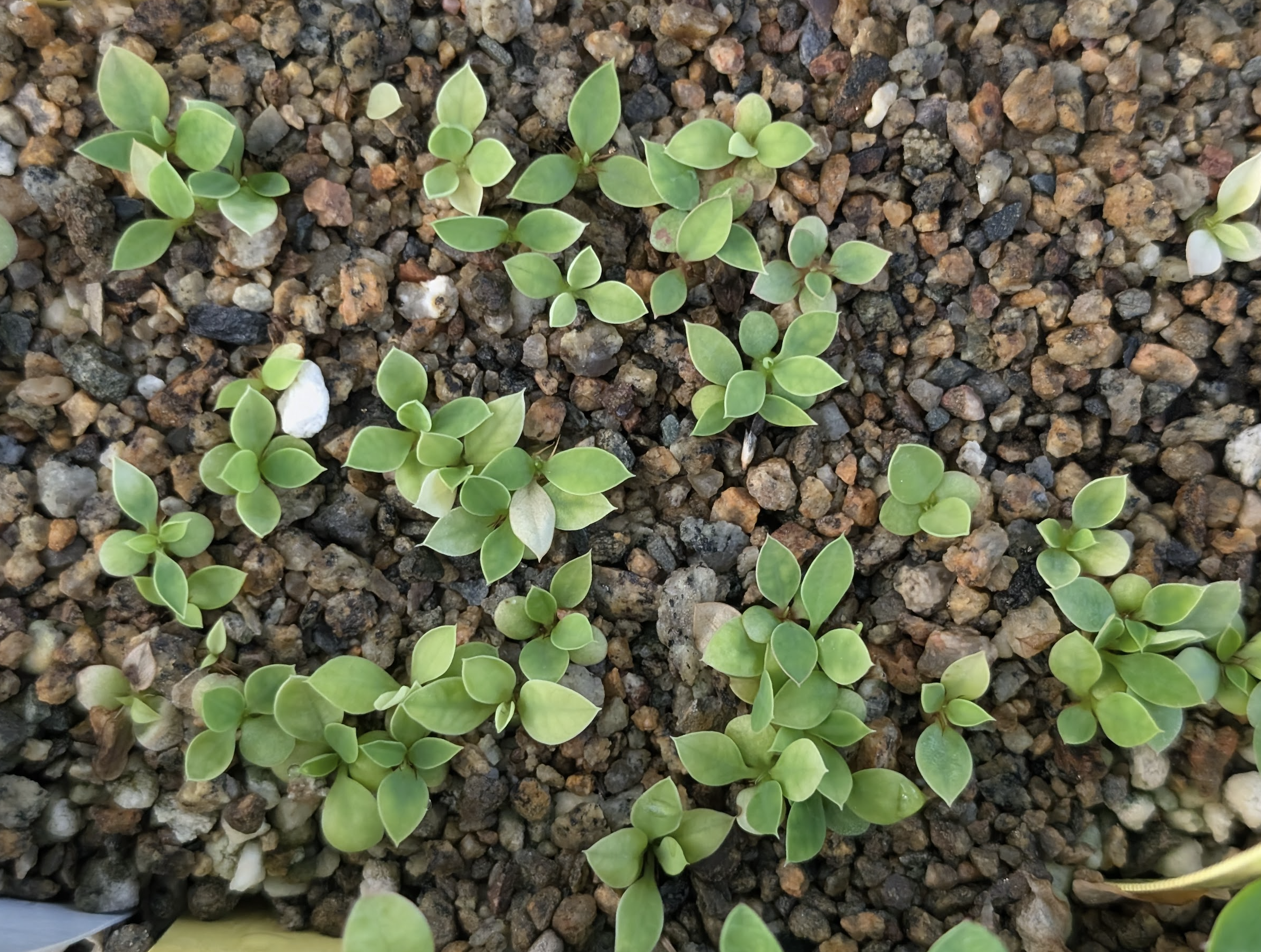Euphorbia parvimedusae seedlings