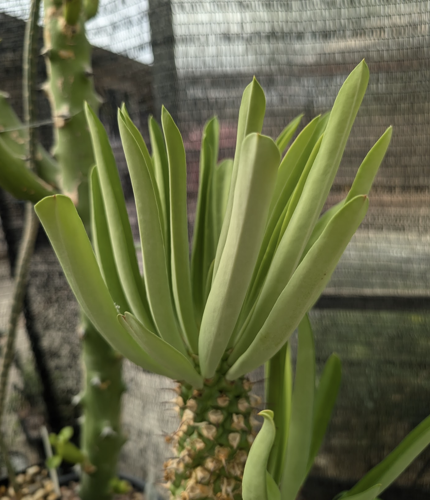 Euphorbia sapinii leaves