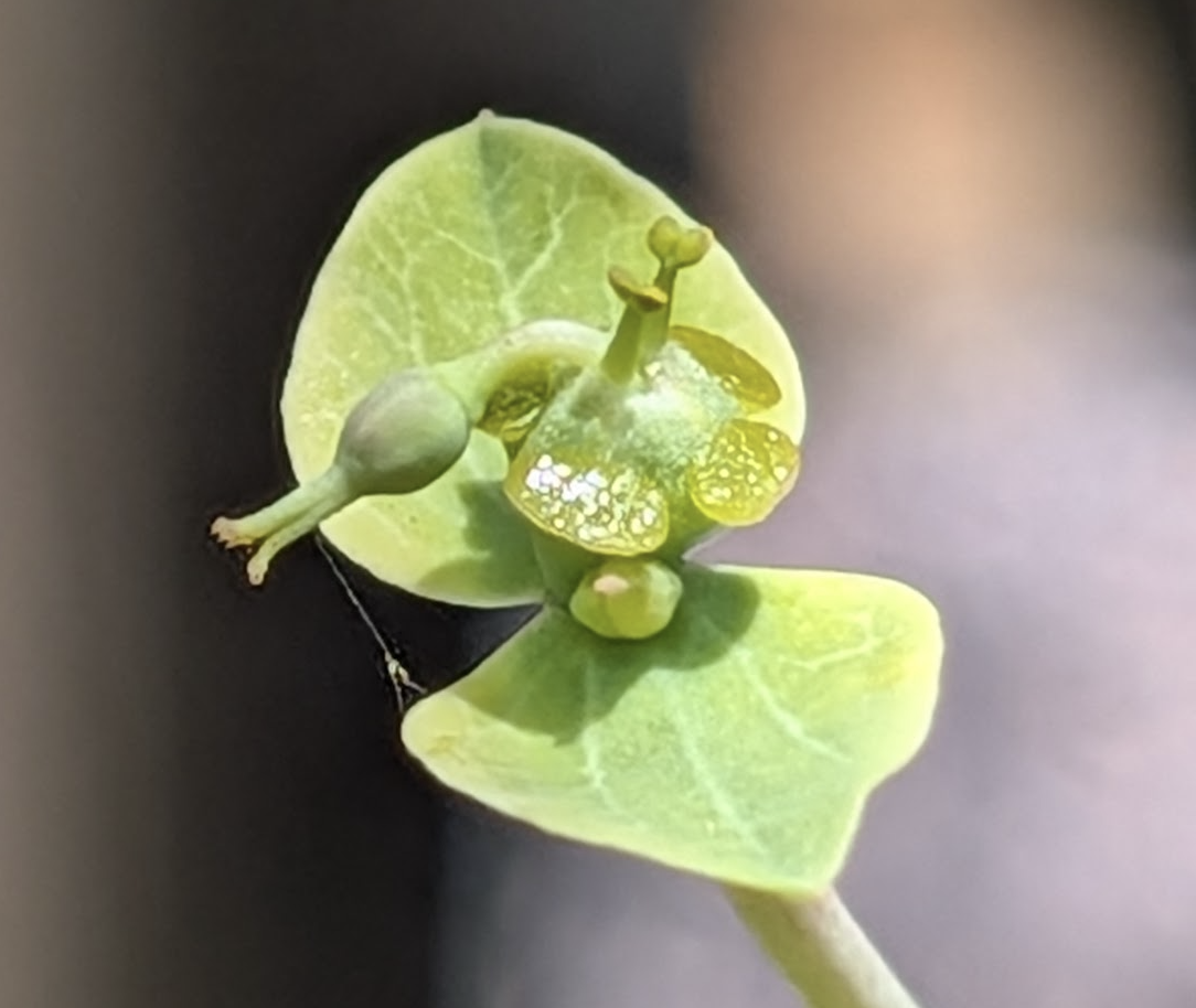 Euphorbia aff. polyantha cyathia with exerted ovary and male flowers