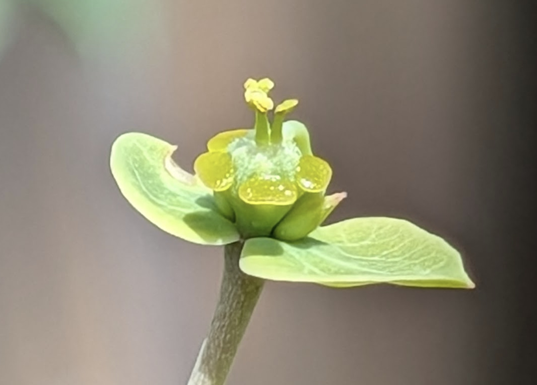 Euphorbia aff. polyantha cyathia with and male flowers