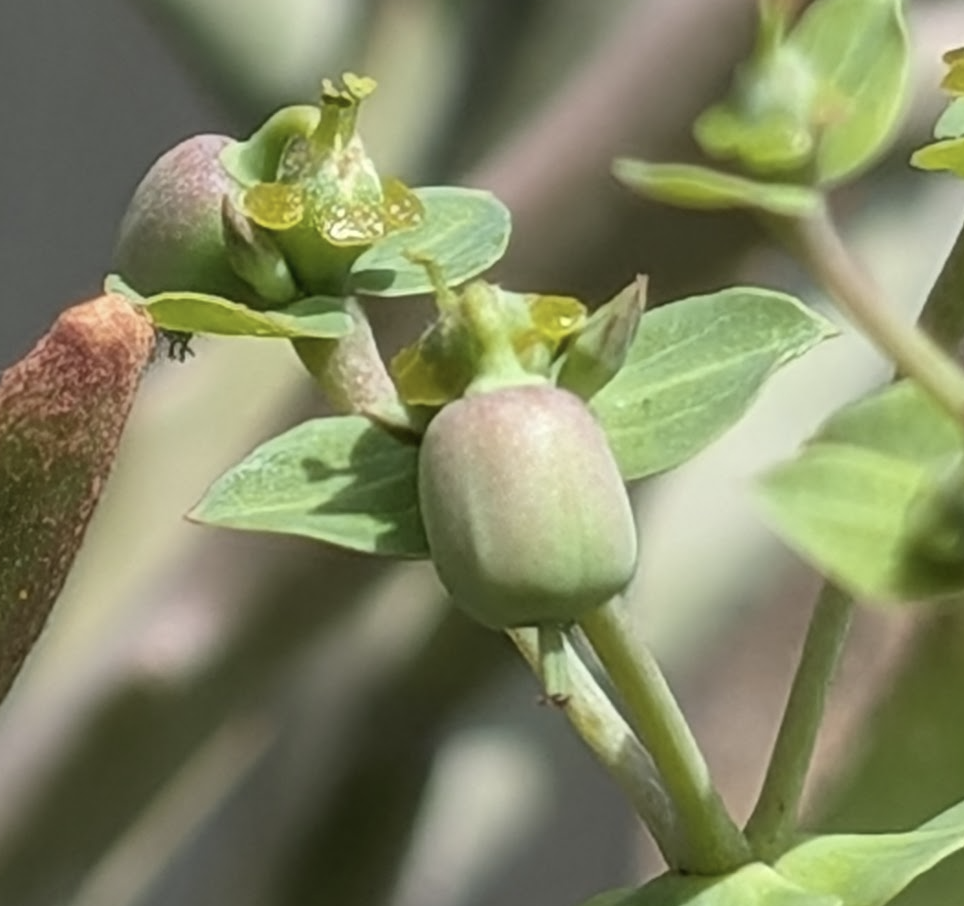 Euphorbia aff. polyantha seed pods
