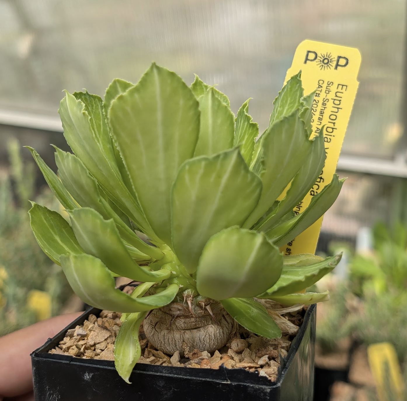 Euphorbia venefica seedling