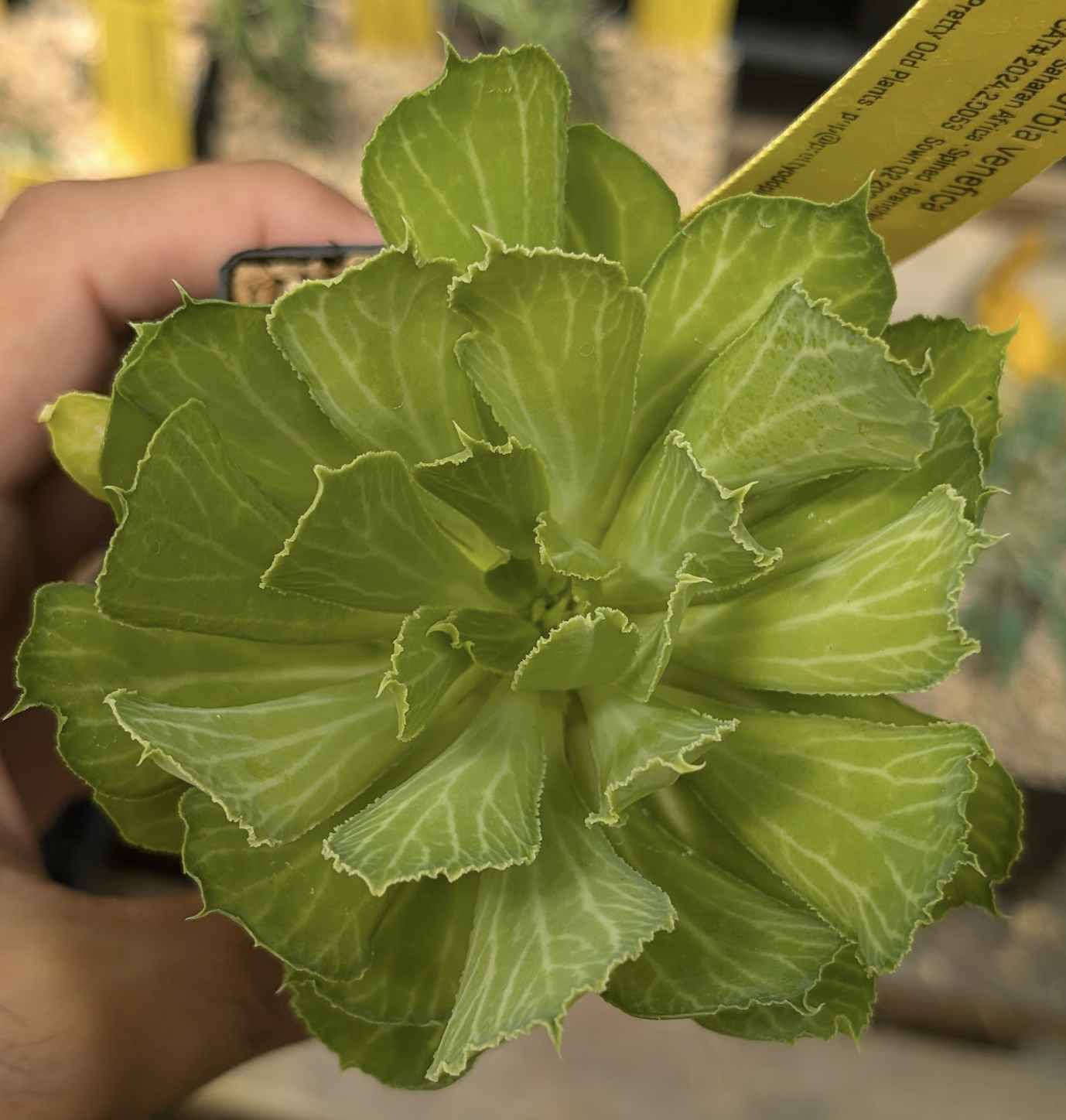 Euphorbia venefica seedling leaves
