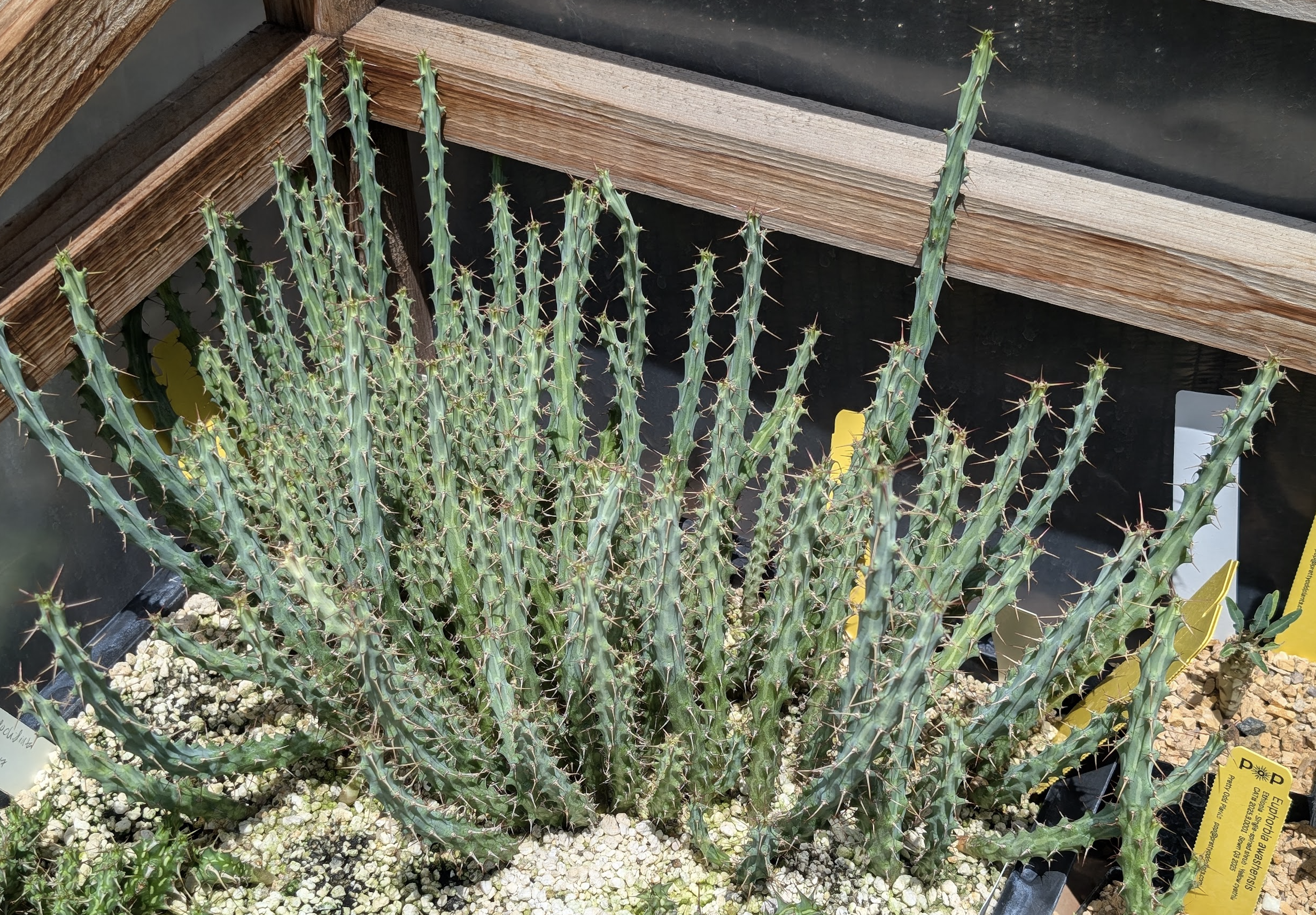Euphorbia awashensis seedlings - 1 year old