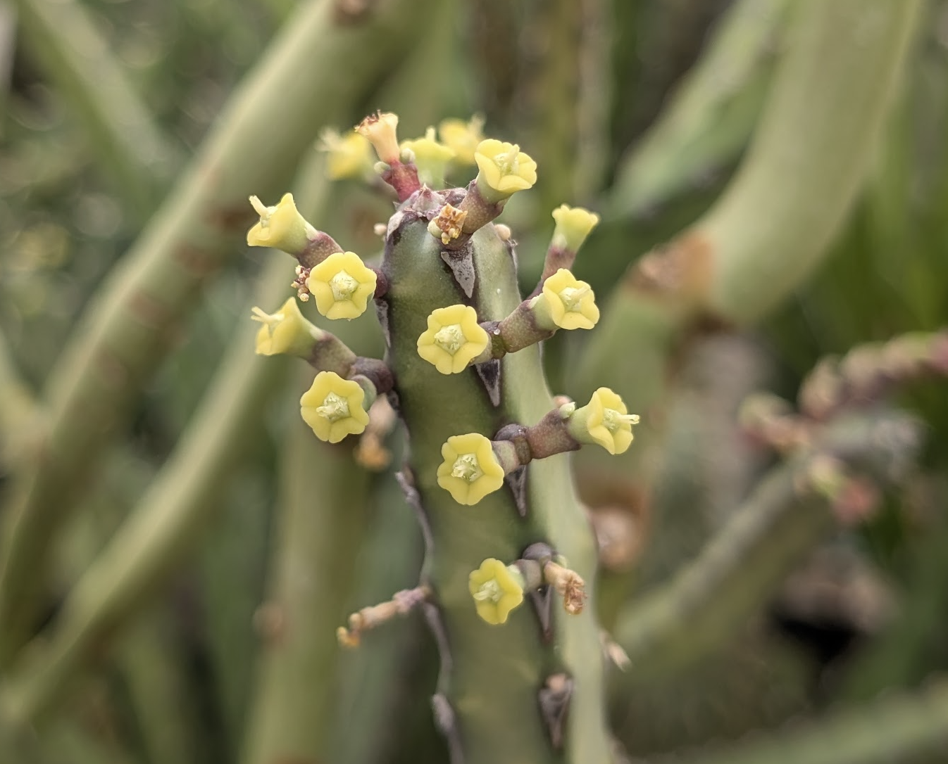 Euphorbia forolensis cyathia
