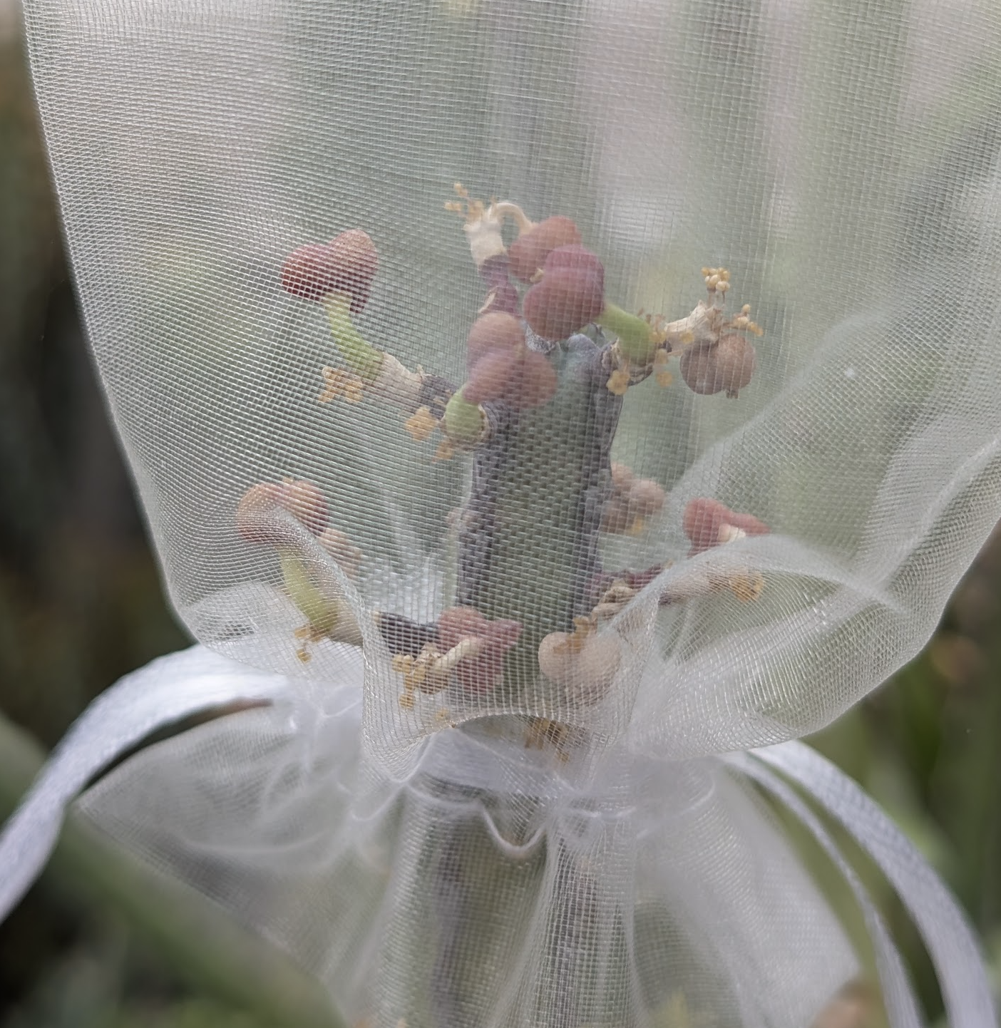 Euphorbia forolensis seed pods ready for capture