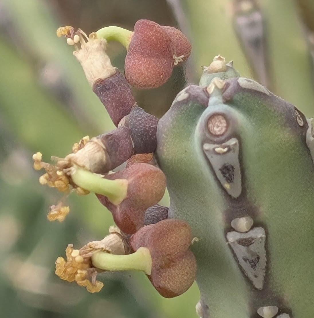 Euphorbia forolensis seed pods