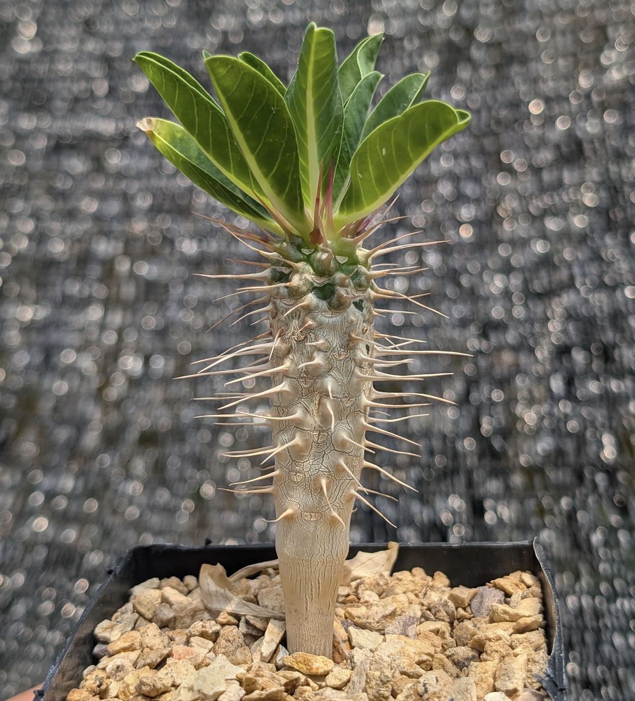 Euphorbia guillaminiana seedling