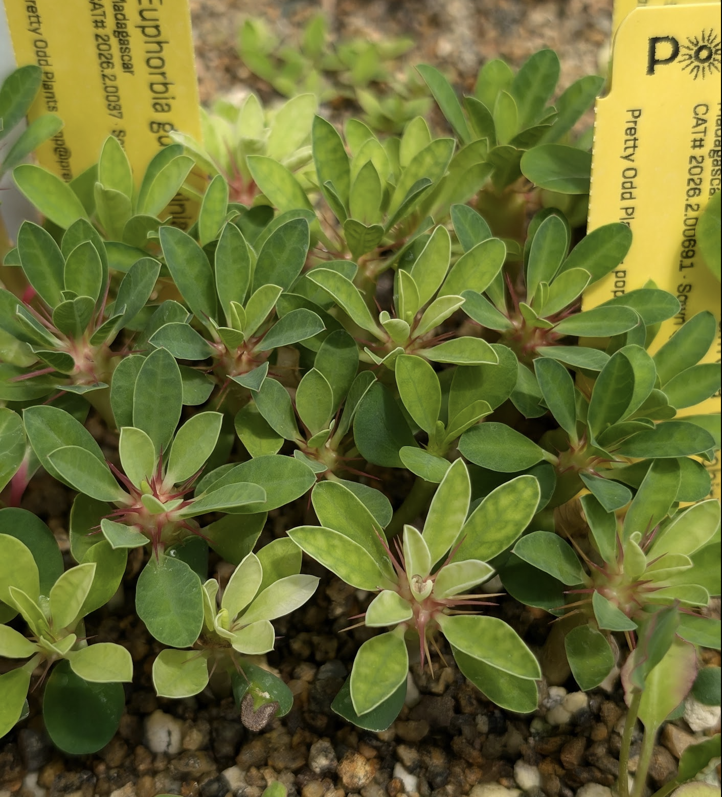 Euphorbia guillaminiana seedlings