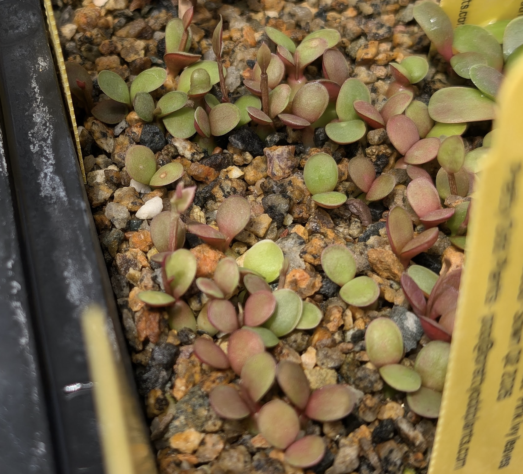 Euphorbia neorubella seedlings