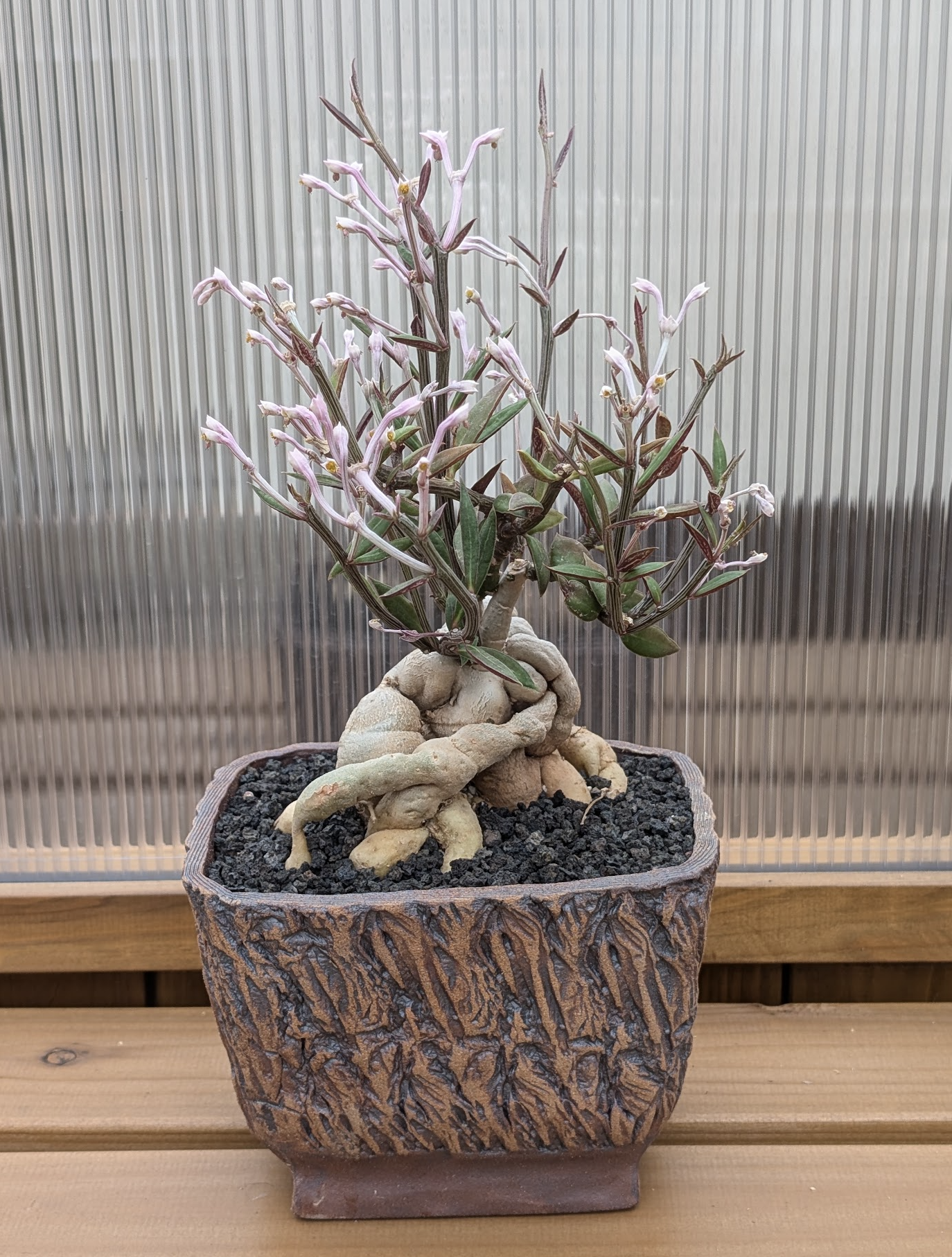 Euphorbia neorubella staged specimen