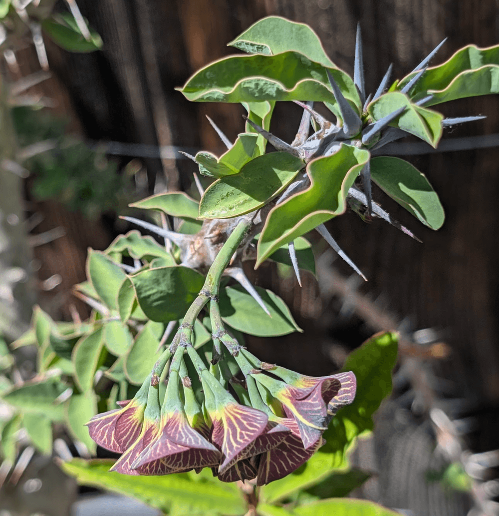 Euphorbia croizatii cyathia