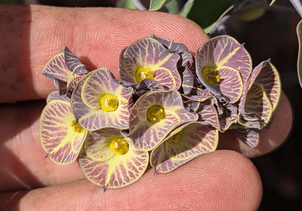 Euphorbia croizatii - face of cyathia