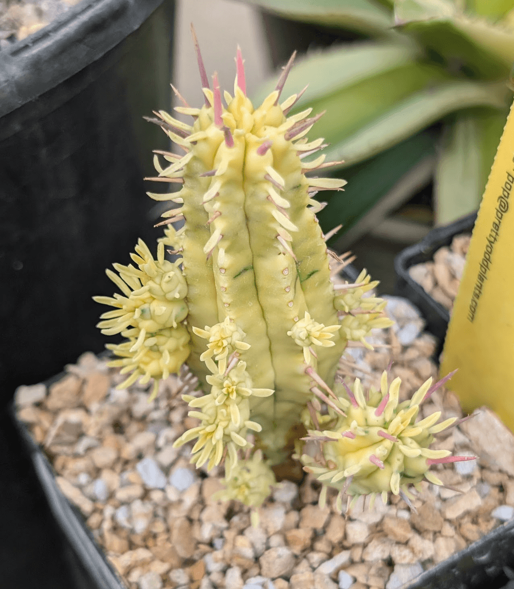 Euphorbia enopla variegated cutting