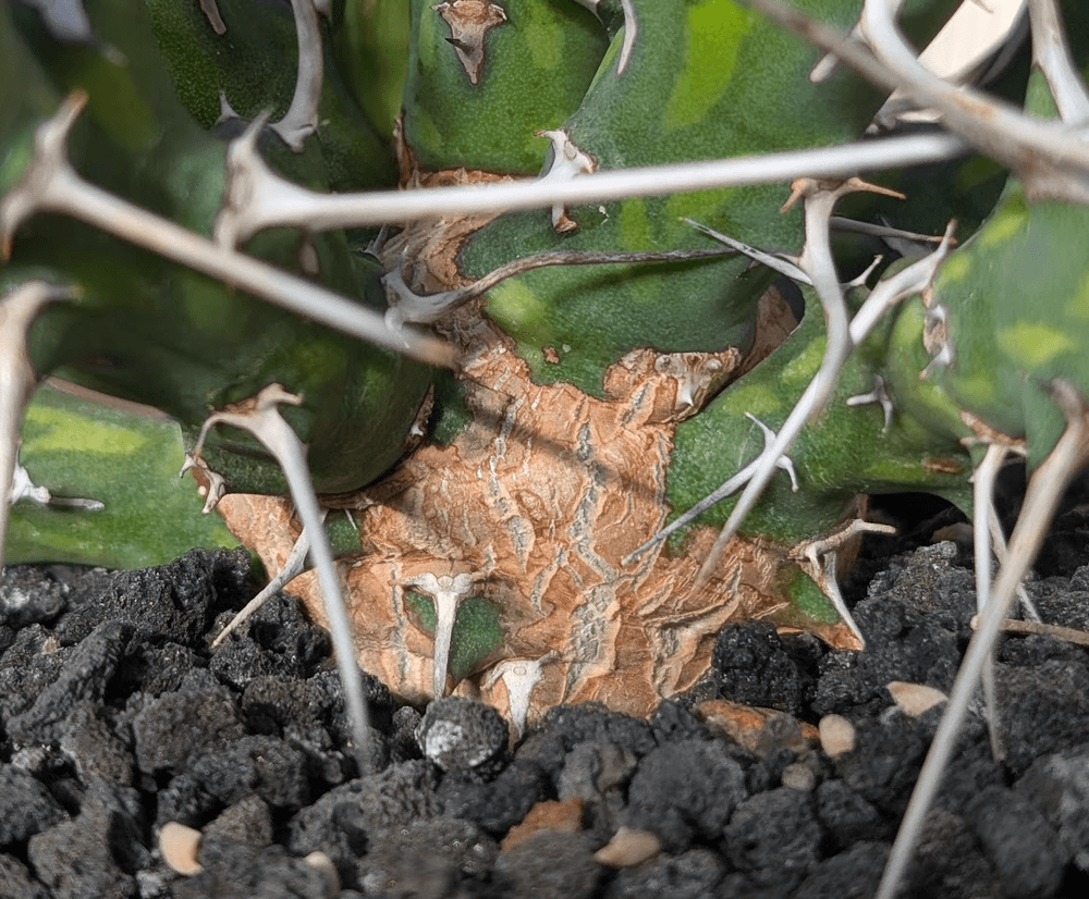 Euphorbia kalisana base