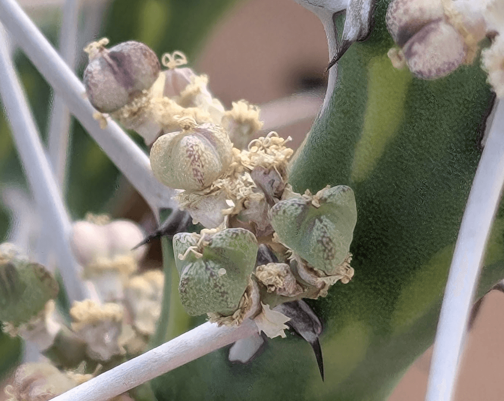 Euphorbia kalisana seed pods