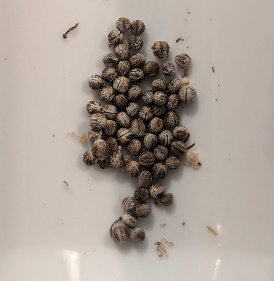 Euphorbia kalisana seeds
