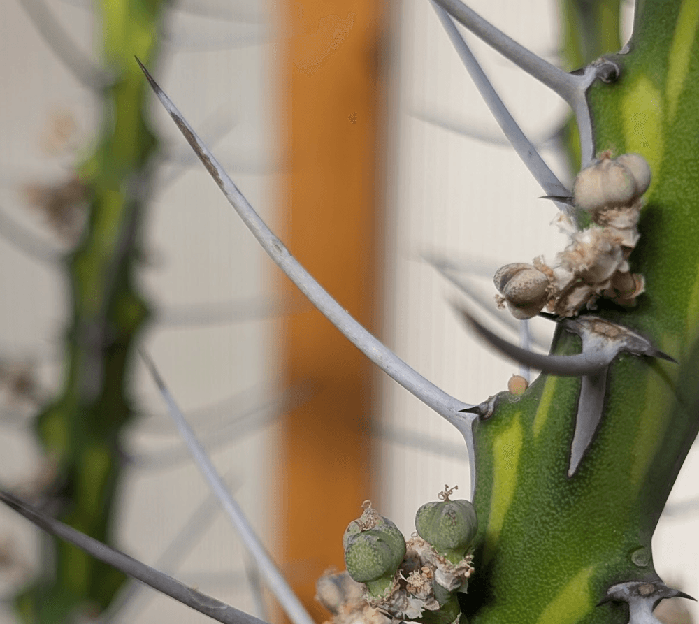 Euphorbia kalisana long spine