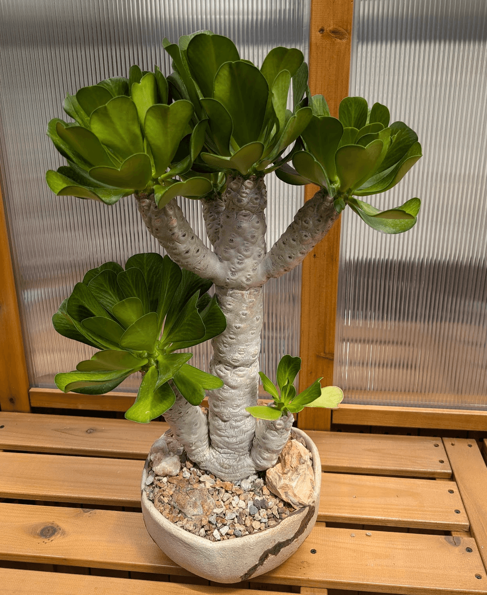 Euphorbia poisonii specimen