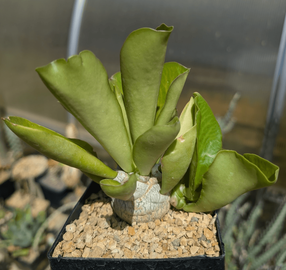 Euphorbia poisonii seedling