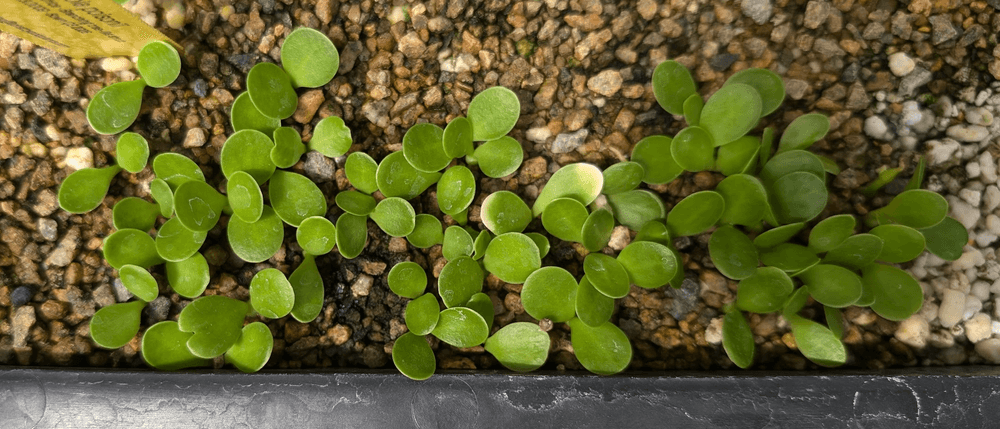Euphorbia poisonii seedlings