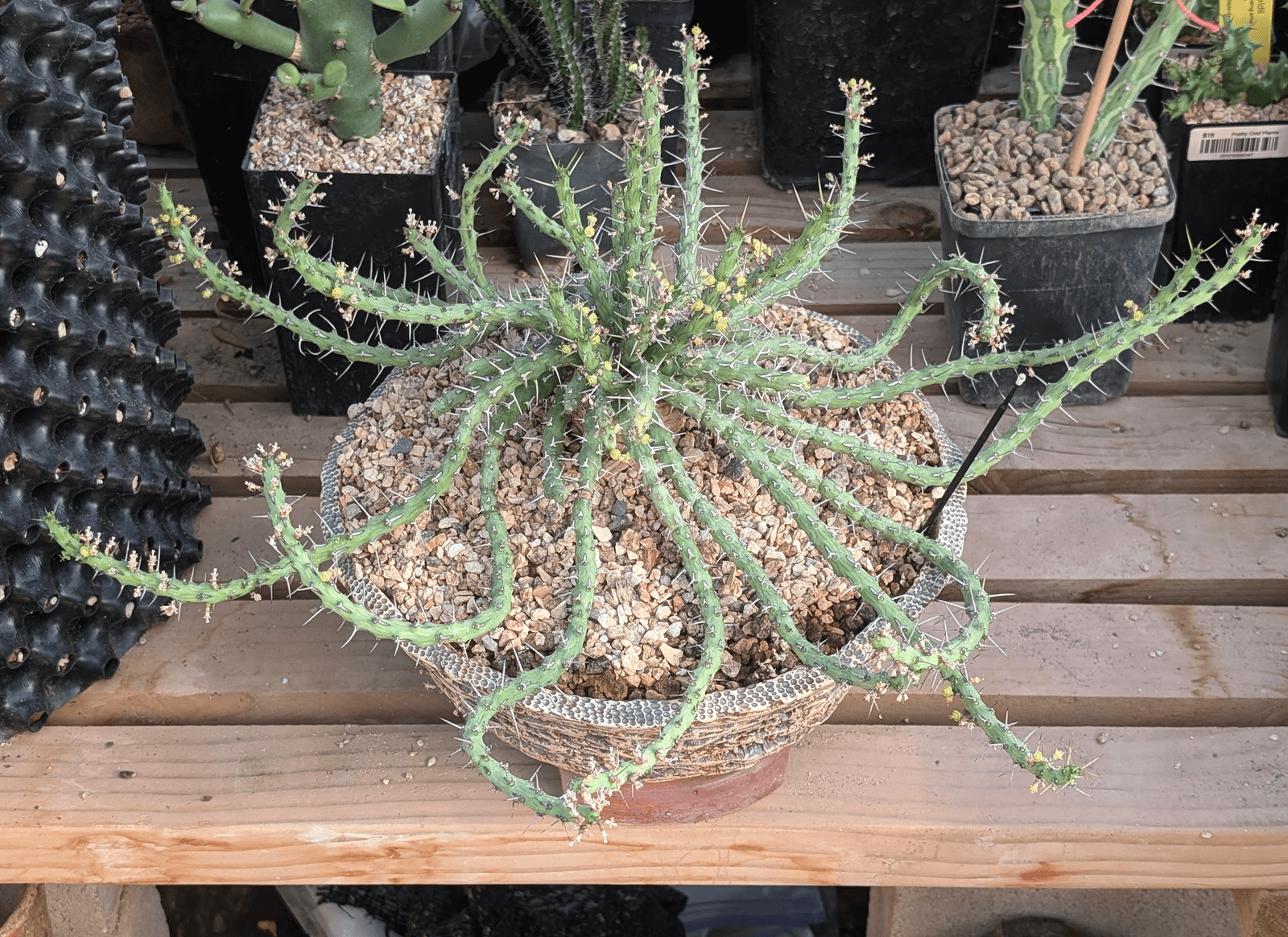 Euphorbia sp. nova aff. similramea