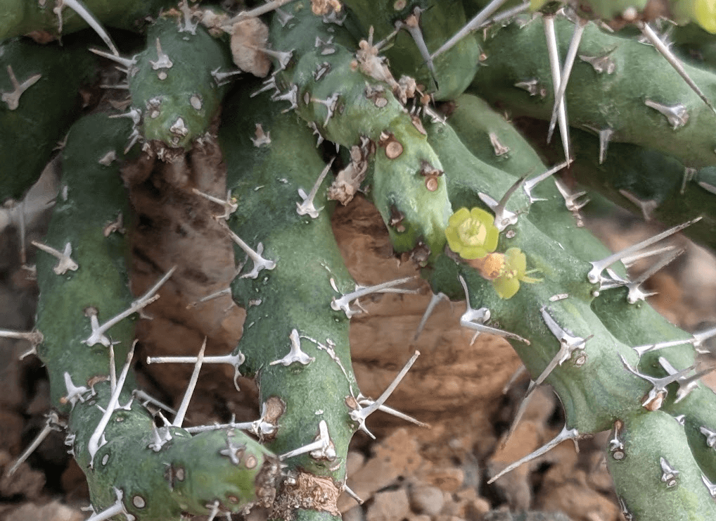 Euphorbia sp. nova aff. similramea caudex