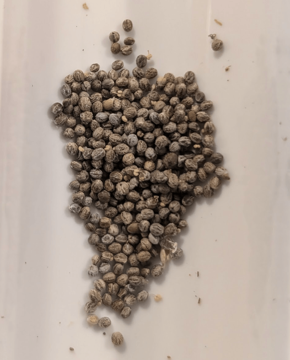 Euphorbia sp. nova aff. similramea - >300 seeds