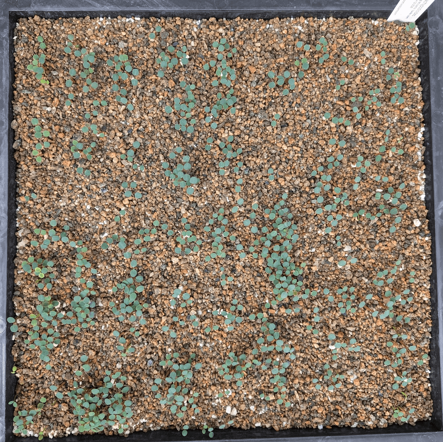 Euphorbia pachypodioides seedling tray