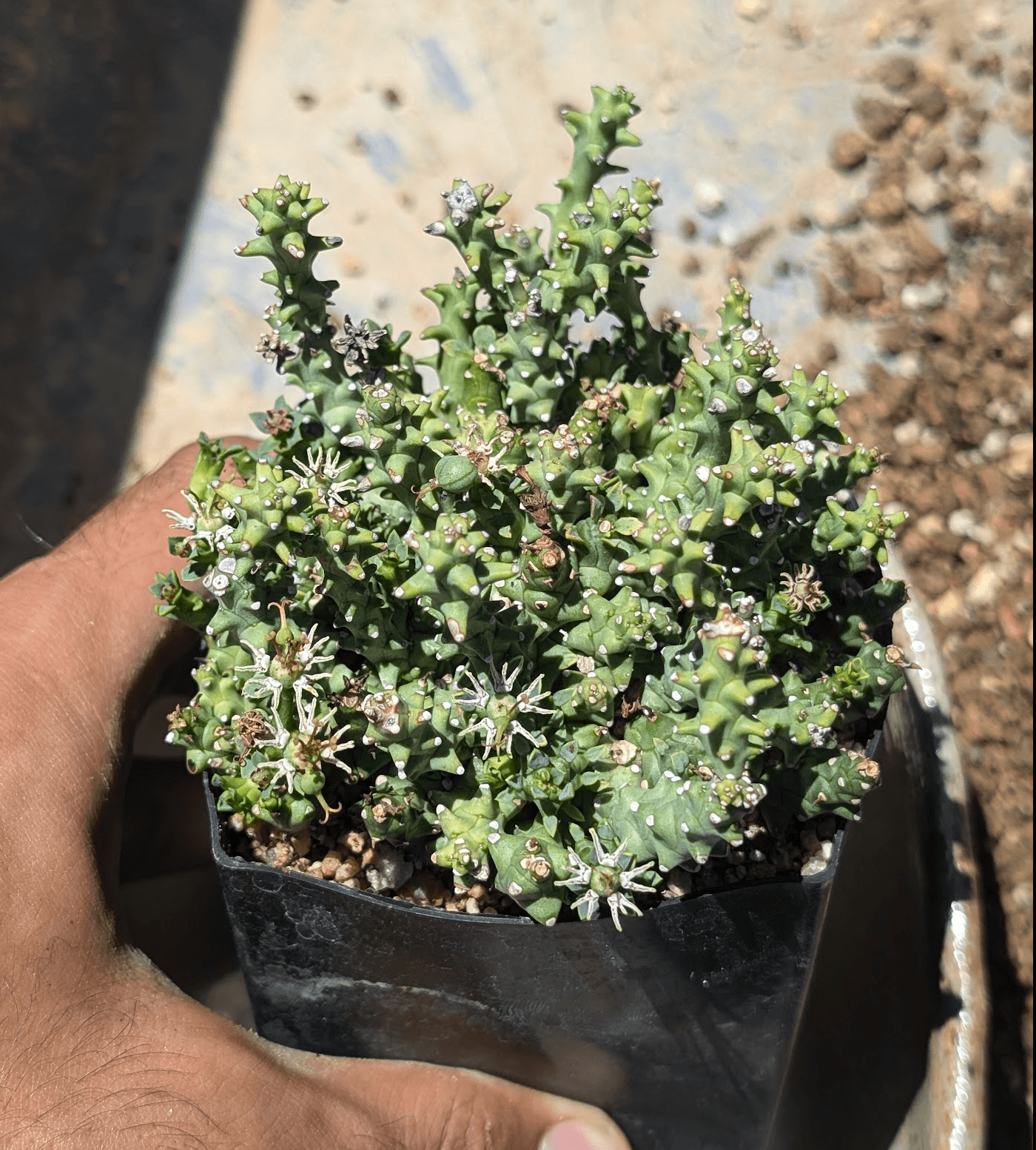 Euphorbia patula ssp. wilmaniae ready to be staged