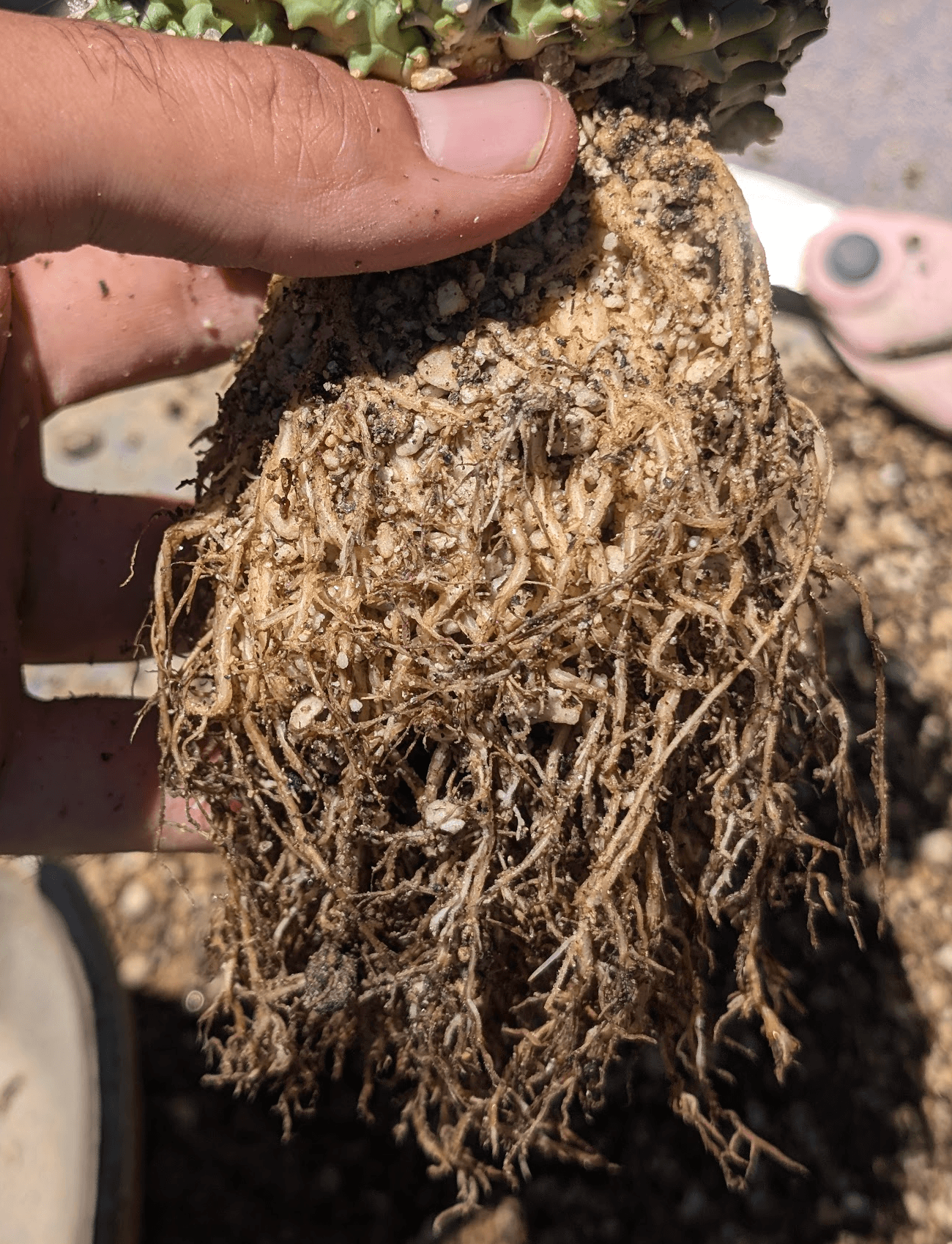 Euphorbia patula ssp. wilmaniae root system