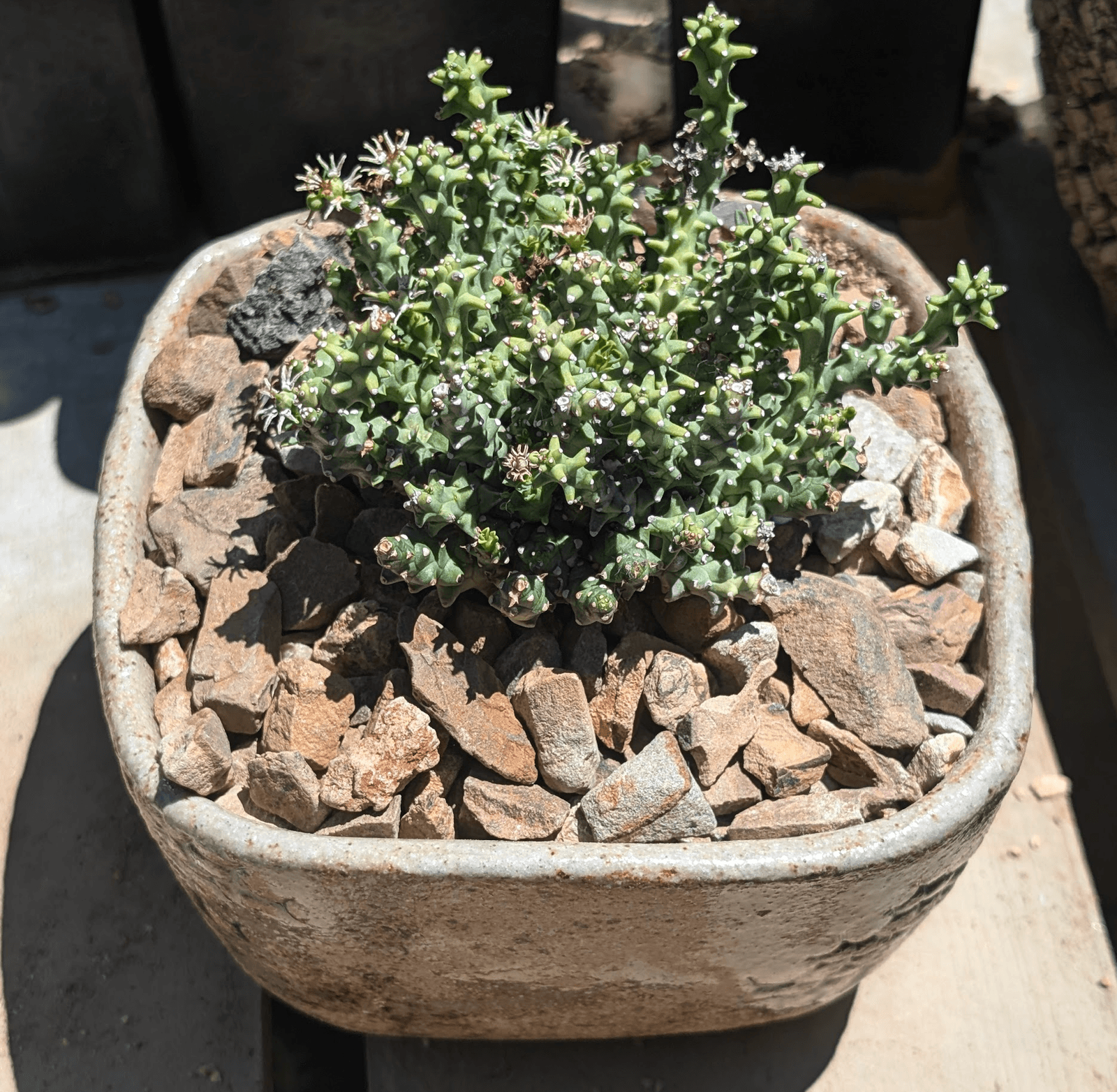 Euphorbia patula ssp. wilmaniae staged