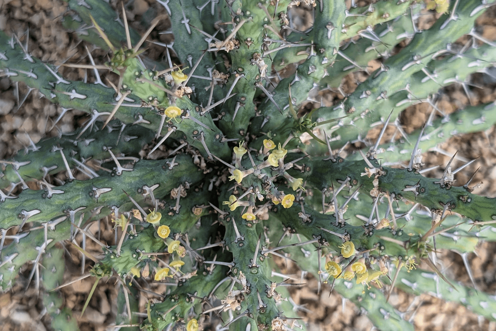 Euphorbia sp. nova aff. similramea apical view